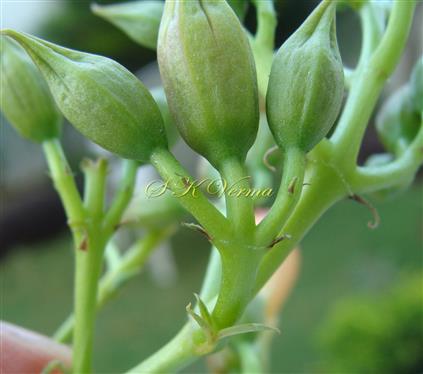   Flowers with bracts and bracteoles